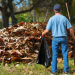 Tree Branch Disposal