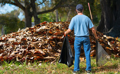 Tree Branch Disposal