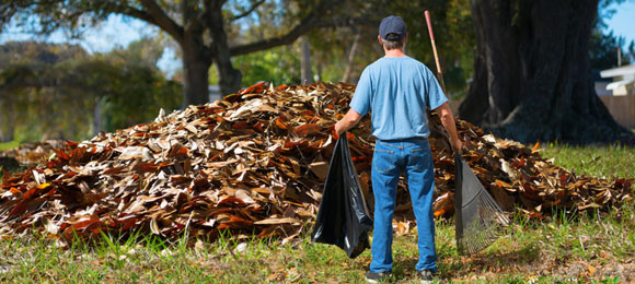 Tree Branch Disposal