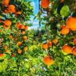 Orange Farming