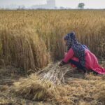 wheat cultivation in india