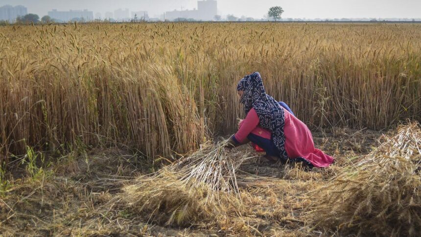 wheat cultivation in india