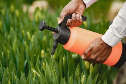 best lawn fertiliser