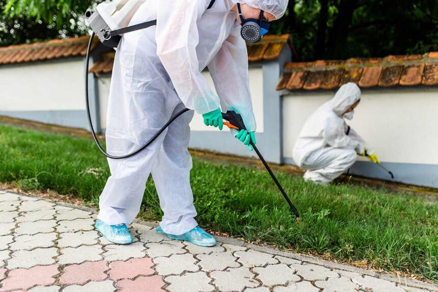 Comprehensive Guide to Pest Control and Bed Bug Treatment