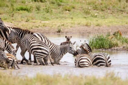 Best safari in Africa