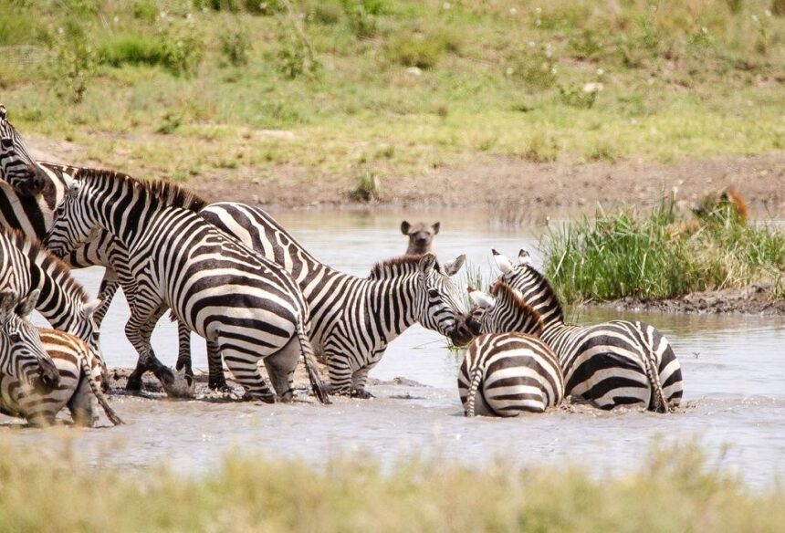 Best safari in Africa