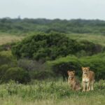 Best safari in Africa