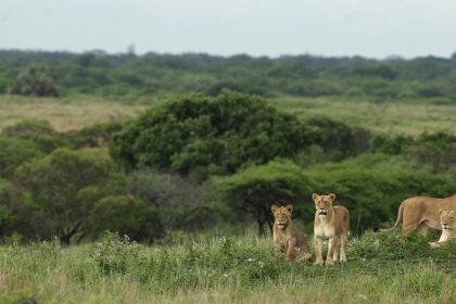 Best safari in Africa