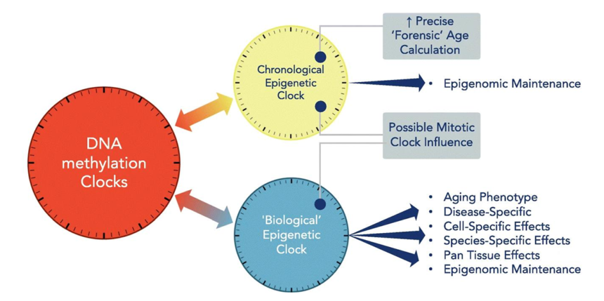 DNA methylation aging clocks