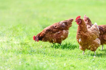 Pasture Raised Chicken in Houston