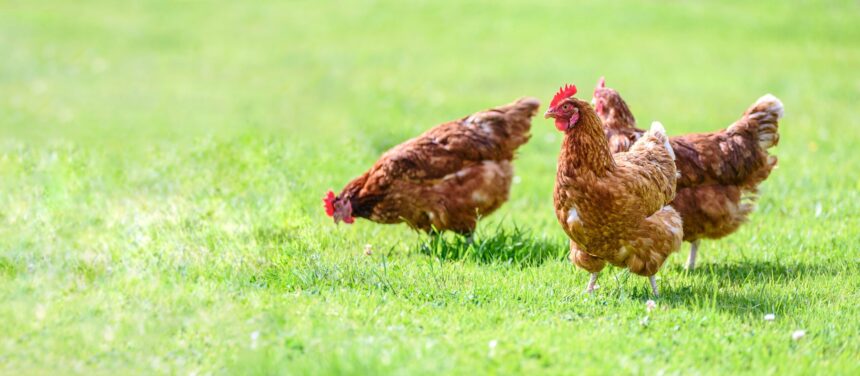 Pasture Raised Chicken in Houston