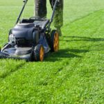 Realistic Lawn Solutions Without the Maintenance