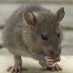 rodent control in Selby