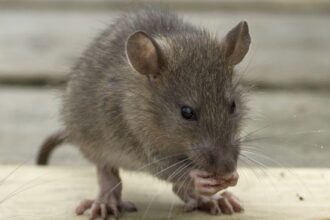 rodent control in Selby