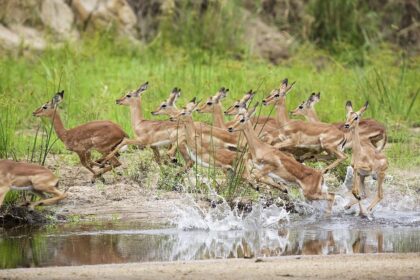 african safari