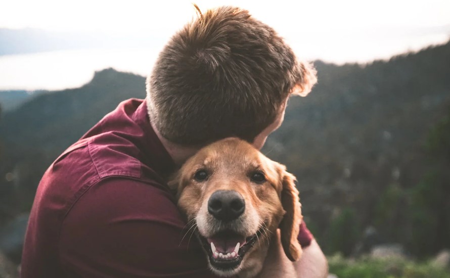 high protein dog food