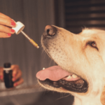 CBD oil for dogs