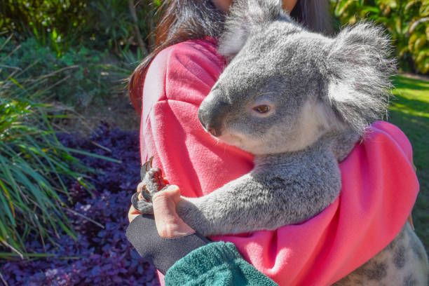 Animal Care in Australia