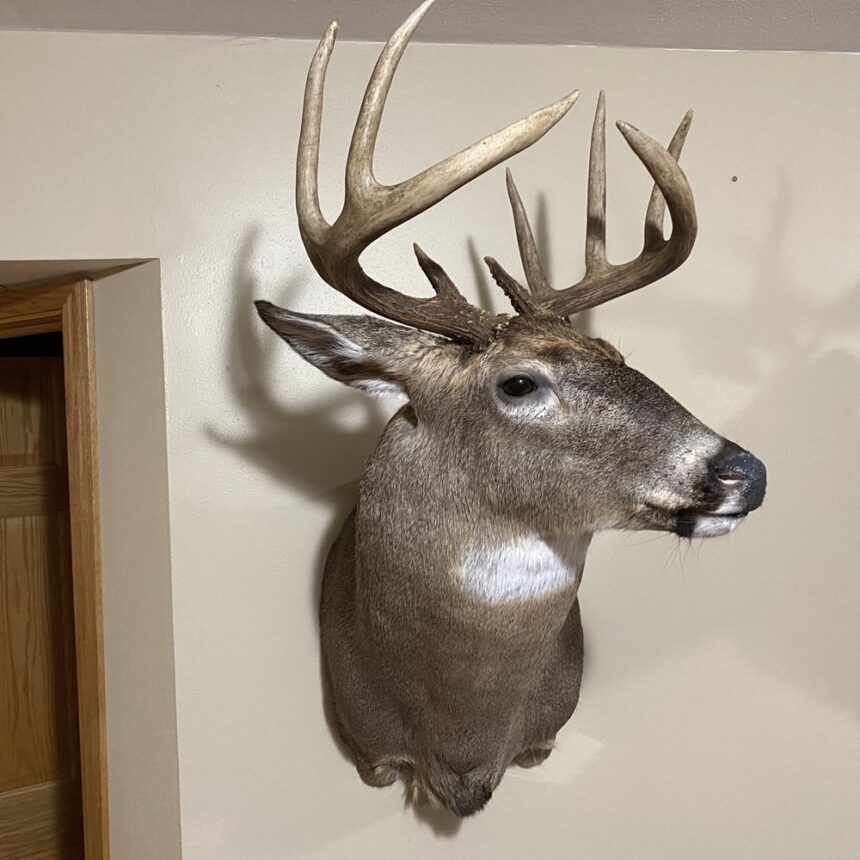 affordable taxidermy in Utah