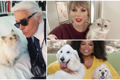 celebrity pets