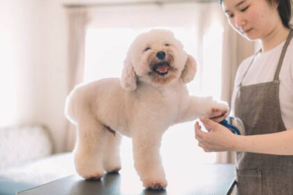 dog nail trim