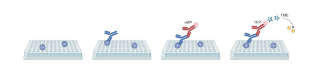 HPV IgG ELISA Kit