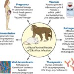 ZIKA Virus Animal Model