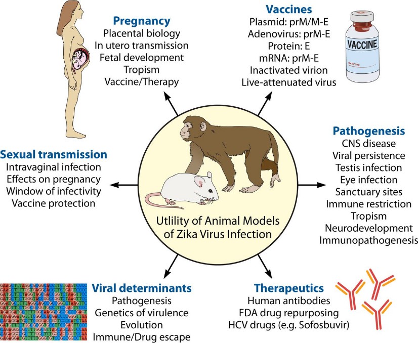 ZIKA Virus Animal Model