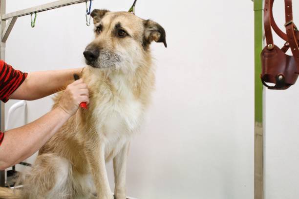 dog grooming in Kolkata