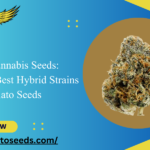 gelato cannabis seeds