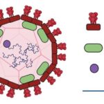 Norovirus VP1 VLP Panel