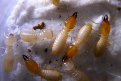 tiny baby termites