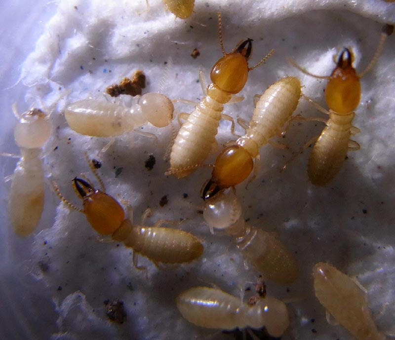 tiny baby termites